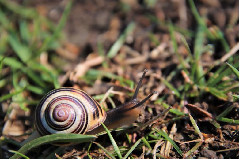 Free stock image of Snail crawling on grass created by GAIMARD Jacques