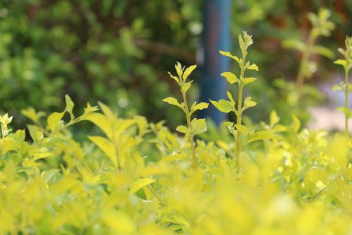 Free Stock Photo of Green Plants on a Summer Day