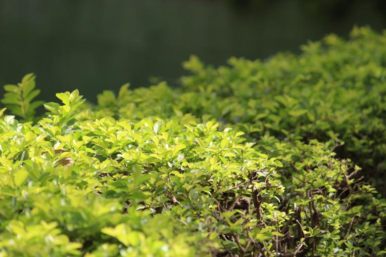 Free stock image of Greenery in Summer created by Anand Kamani