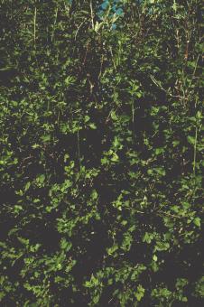 Free Stock Photo of Dark Green Leaves Texture