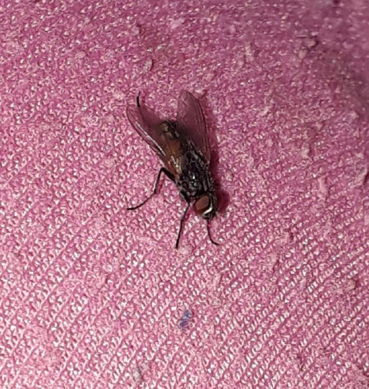 Free stock image of A fly on my pants created by Bouzarda Fatima Zahra