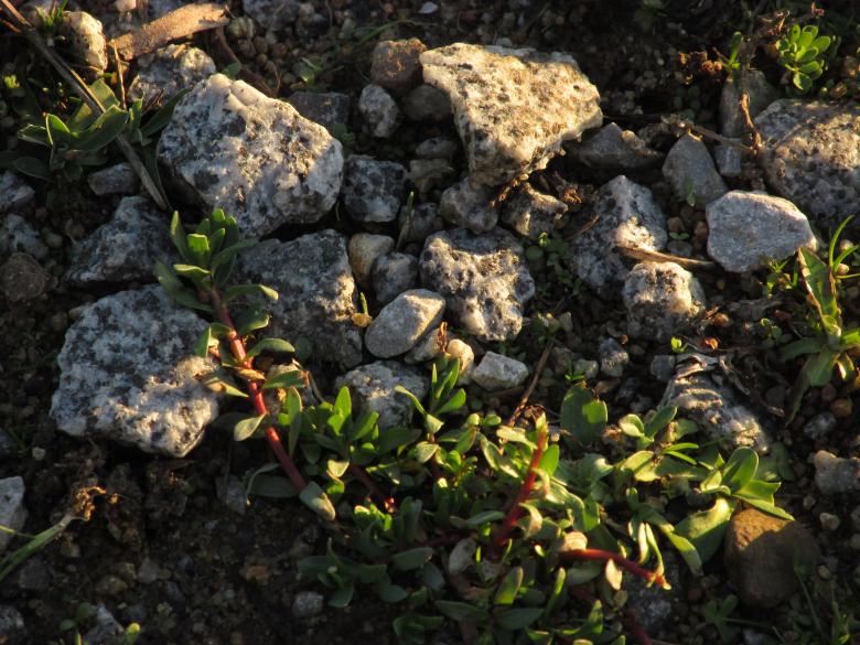 Free stock image of Rocks and plants on the path created by Michiru Maeda