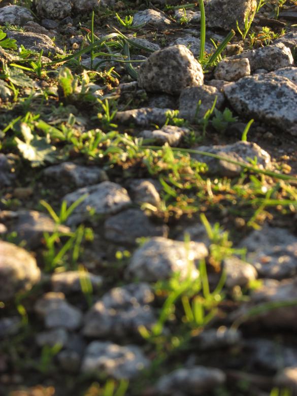 Free stock image of Plants and Rocks on the Footpath created by Michiru Maeda