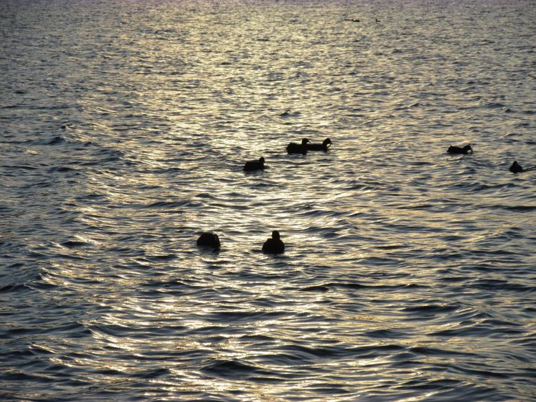 Free stock image of Birds at Lysterfield Lake created by Michiru Maeda
