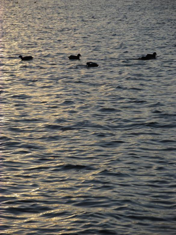 Free stock image of Ducks at Lysterfield Lake  created by Michiru Maeda