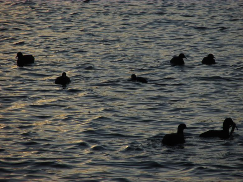 Free stock image of Sunset Birds at Lysterfield Lake created by Michiru Maeda