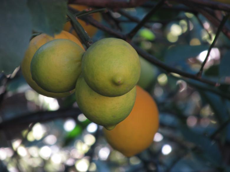 Free stock image of Lemons hanging from a tree created by Michiru Maeda