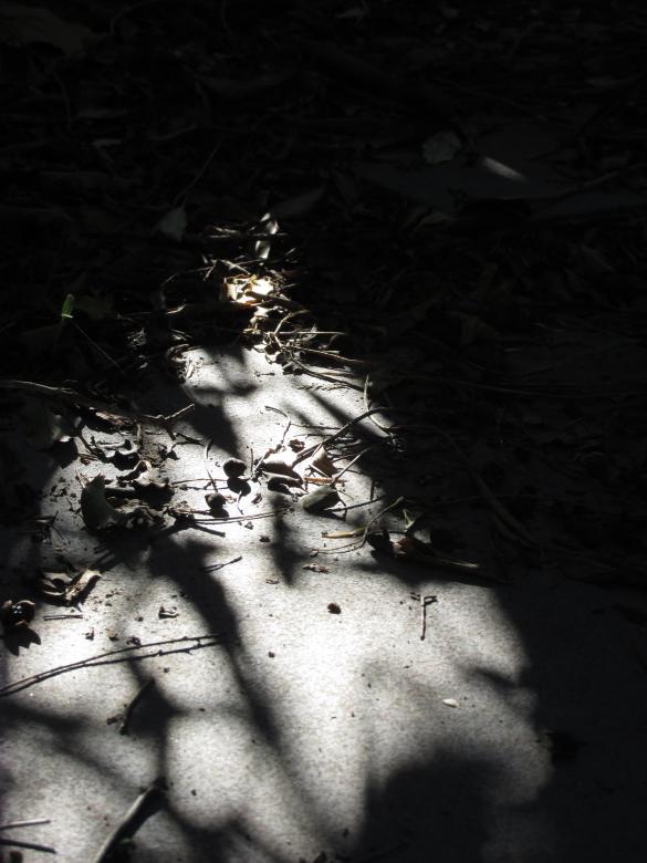 Free stock image of Silhouette on garden footpath created by Michiru Maeda