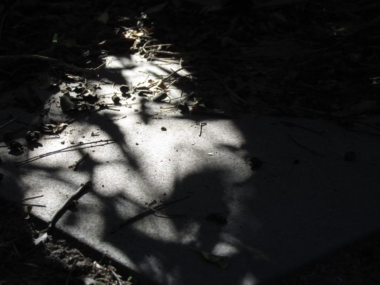 Free stock image of Silhouette in garden created by Michiru Maeda