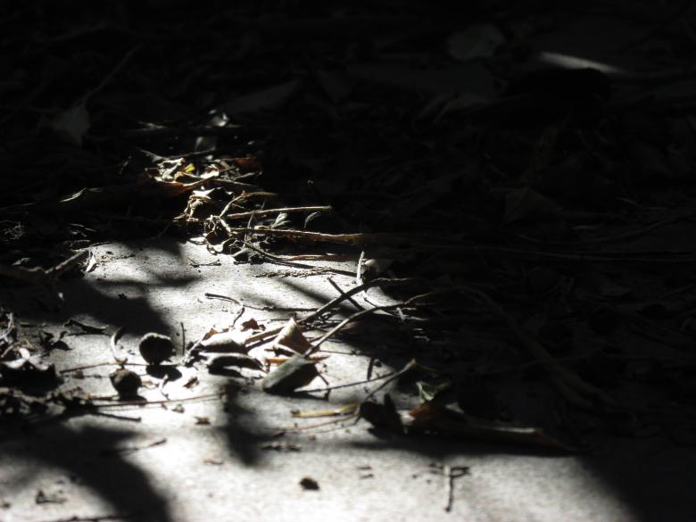 Free stock image of Shadows on garden footpath created by Michiru Maeda