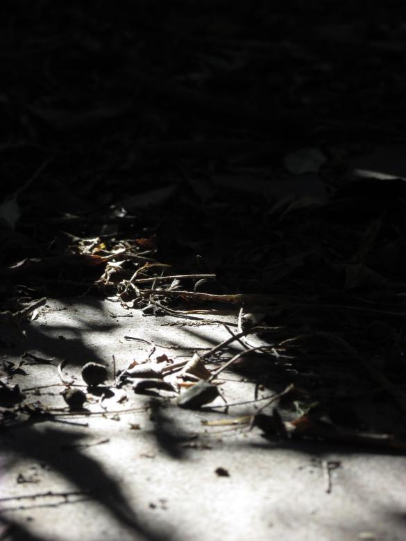 Free stock image of Shadows on footpath created by Michiru Maeda