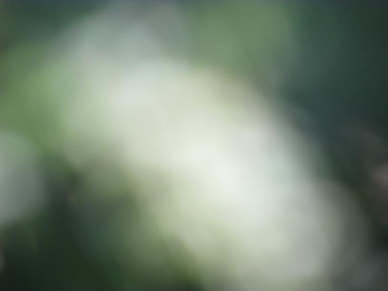 Free stock image of Defocused garden background created by Michiru Maeda