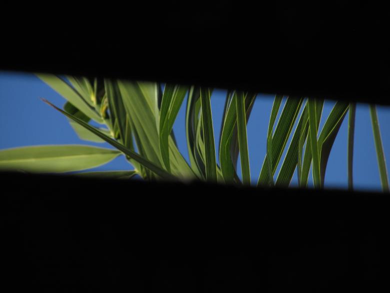 Free stock image of Plants behind greenhouse roof created by Michiru Maeda