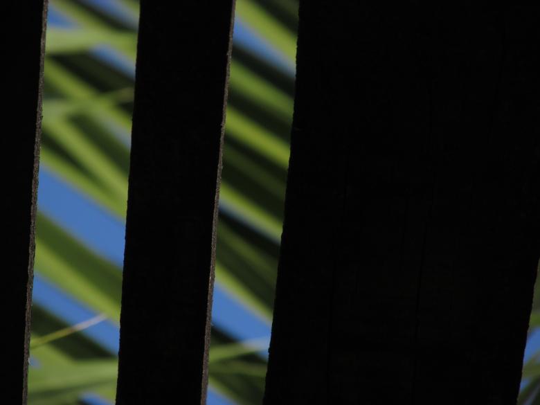 Free stock image of Plants Through Greenhouse Roof created by Michiru Maeda
