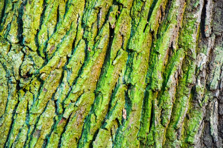 Free stock image of Oak bark texture created by Krzysztof Bubel