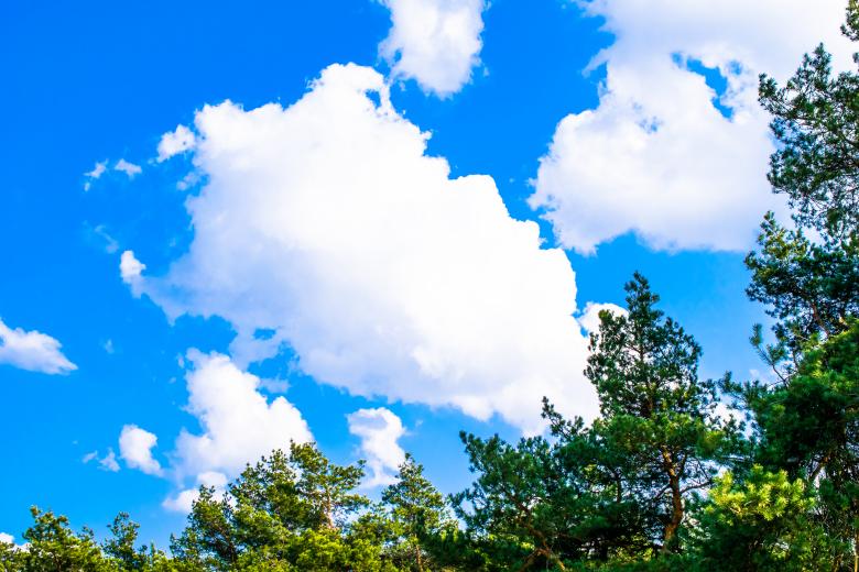 Free stock image of Green Trees Against the Blue Sky created by Krzysztof Bubel
