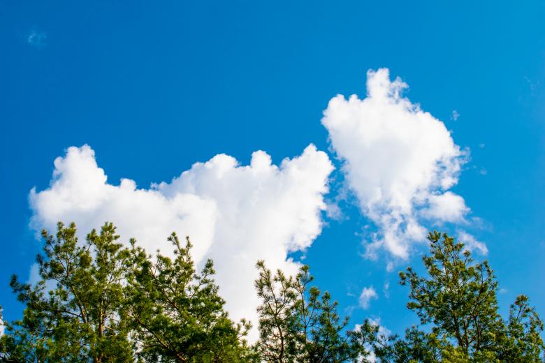 Free stock image of Green pine against the blue sky with clouds created by Krzysztof Bubel