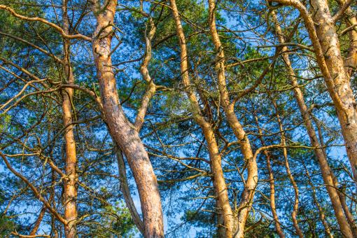 Free Stock Photo of Green branches of a pine with young cones against the blue sky