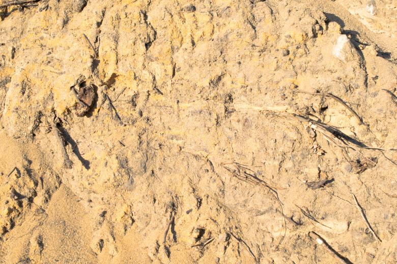 Free stock image of Yellow sand and roots created by Krzysztof Bubel