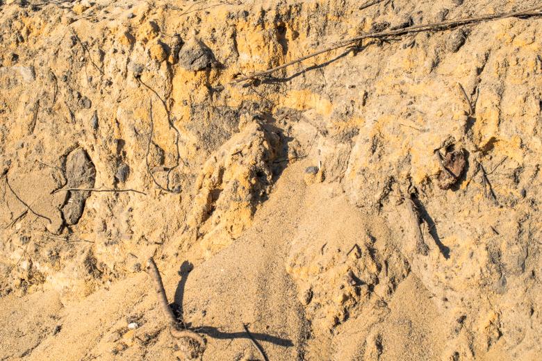 Free stock image of Sand and roots texture created by Krzysztof Bubel