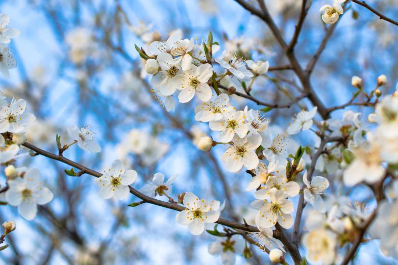 Free stock image of Blossoming plum against the blue sky created by Krzysztof Bubel