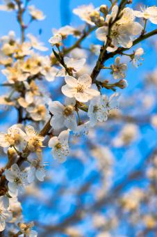 White blossoms against the blue sky - Free Stock Photo