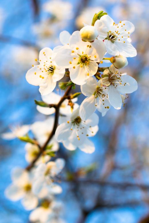 Free stock image of White Flowers Blossoming Against the Sky created by Krzysztof Bubel