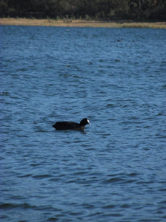 Free stock image of Water wildlife - Duck created by Michiru Maeda