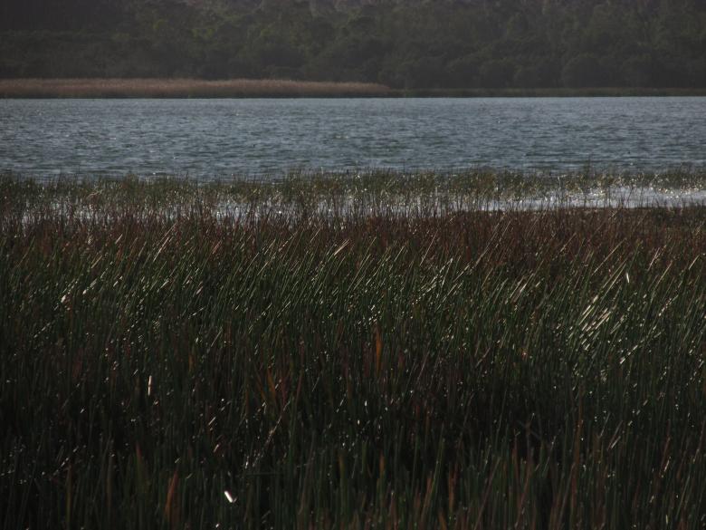 Free stock image of Grass by the lake created by Michiru Maeda