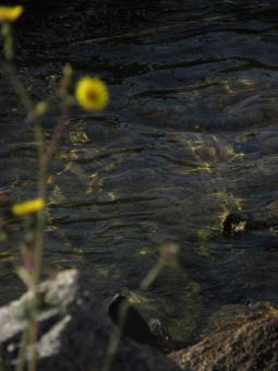 Free Stock Photo of Calm lake with blurred yellow flower in foreground