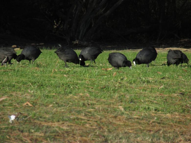 Free stock image of Feeding Time - Black Birds created by Michiru Maeda
