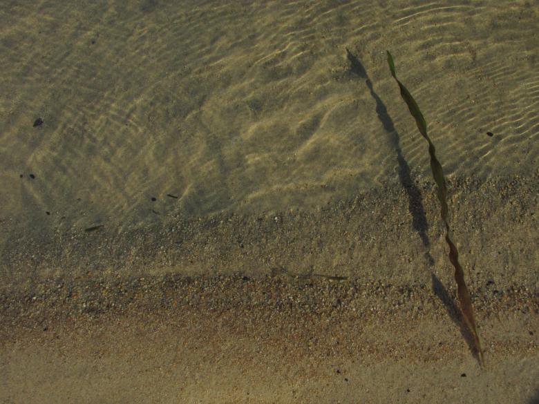 Free stock image of Calm lake water and seaweed created by Michiru Maeda