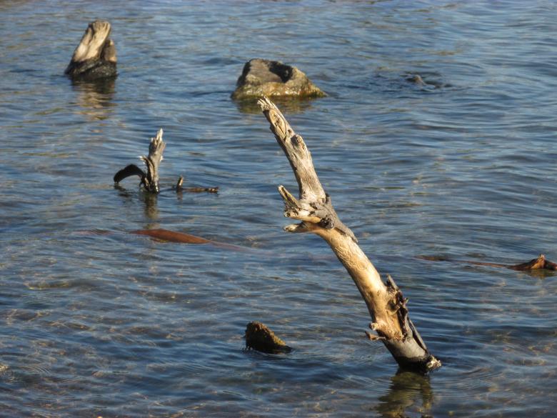 Free stock image of Dead Tree in Calm Lake Water created by Michiru Maeda
