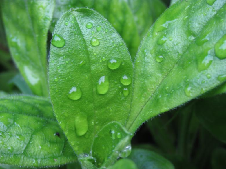 Free stock image of Droplets on a green plant created by Michiru Maeda