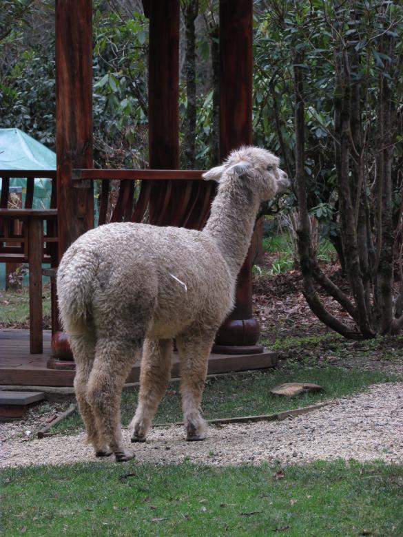 Free stock image of Llama in a park created by Michiru Maeda