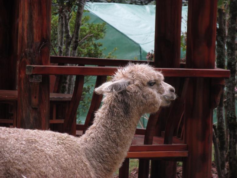 Free stock image of Llama Close-Up created by Michiru Maeda