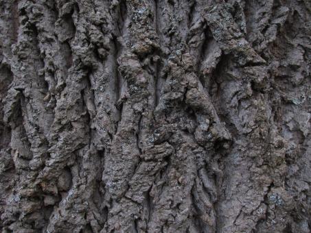 Free Stock Photo of Tree Bark Closeup Texture