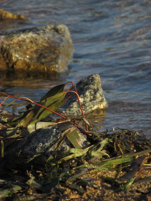 Free stock image of Seaweed washed ashore created by Michiru Maeda