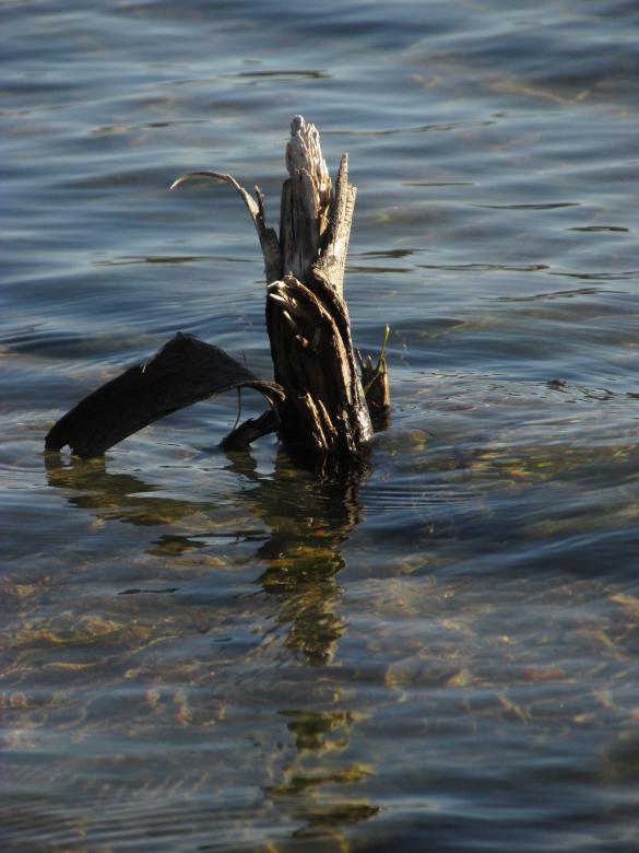 Free stock image of Dead Wood in Calm Water created by Michiru Maeda