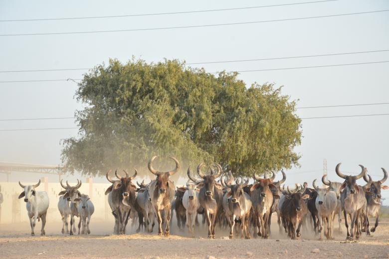 Free stock image of Group of Cows created by abdul abid