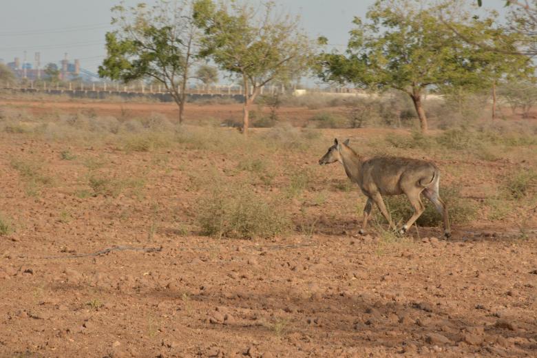 Free stock image of Deer in Farmland created by abdul abid