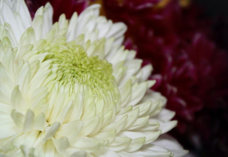 Free stock image of White Chrysanthemum created by NomeVizualizzato