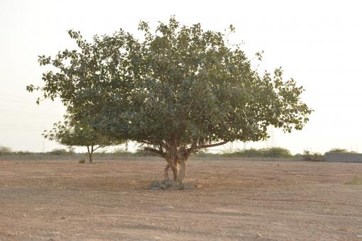 Big tree : center in ground - Free Stock Photo