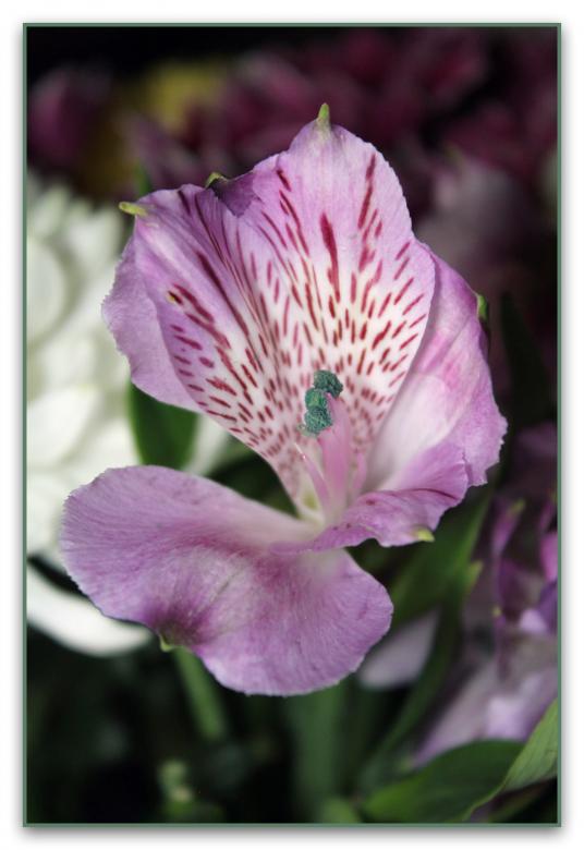 Free stock image of Alstroemeria flower created by NomeVizualizzato