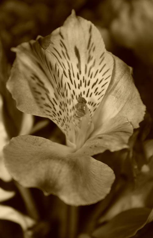 Free stock image of Beautiful lily created by NomeVizualizzato