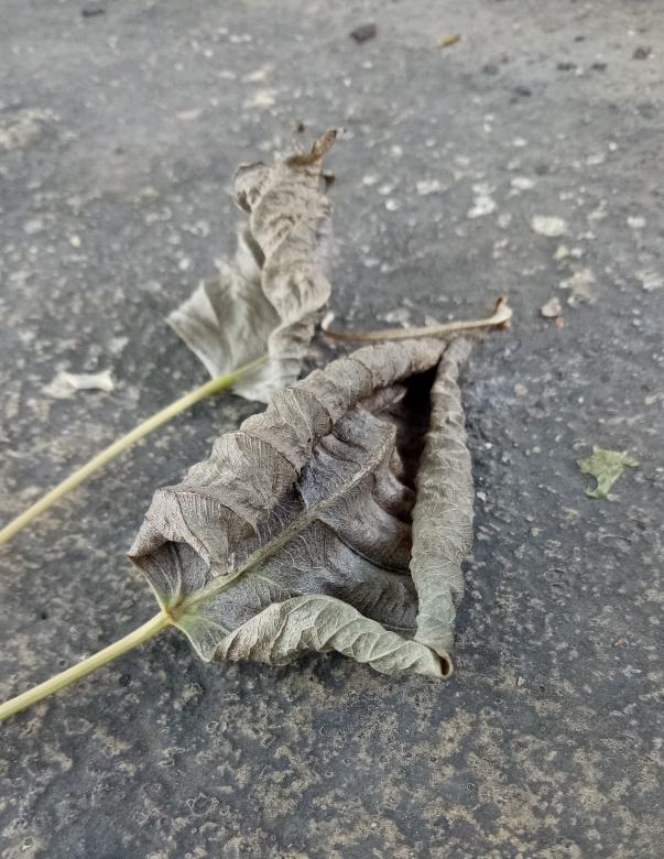 Free stock image of Dry dead leaves created by abdul abid