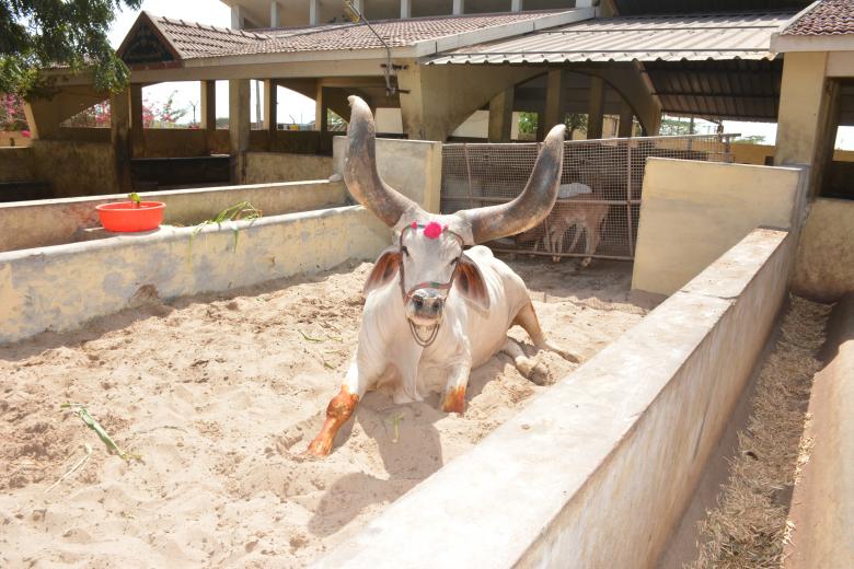 Free stock image of Ox : super & stronger  created by abdul abid