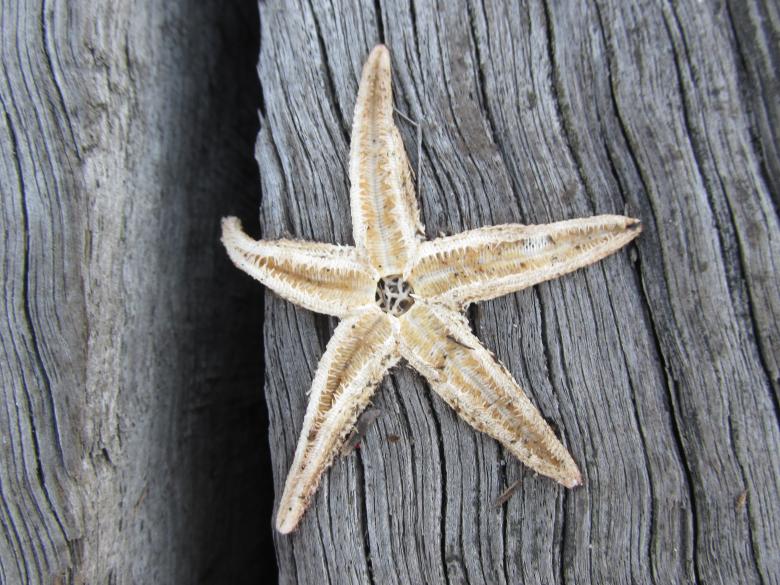 Free stock image of Dead starfish created by Michiru Maeda