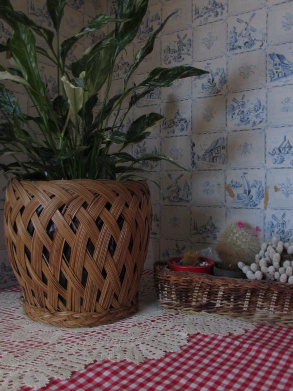 Free stock image of Houseplants on a kitchen bench created by Michiru Maeda