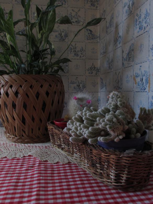 Free stock image of Plants on a kitchen bench created by Michiru Maeda